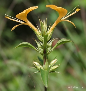 Barleria prionitis flower3.jpg